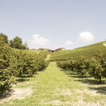 Vigna e noccioleti-Alba-Azienda vitivinicola Ceretto-Davide Curatola Soprana