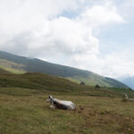 Le repos d’une vache. Sampeyre. Alpage Raie.+2100 m altitude. Davide Curatola Soprana